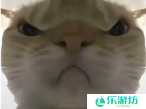 鼠鼠猛攻是什么梗网络用语-鼠鼠猛攻梗意思及出处分享