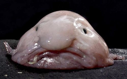 blobfish多少钱一条？这种怪鱼的价格让人吃惊！