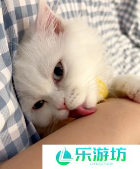 网络用语舔猫型是什么梗